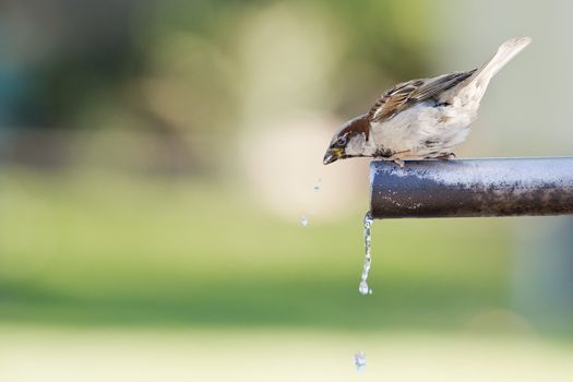 Sparrow drinking fresh water from a fountain tube