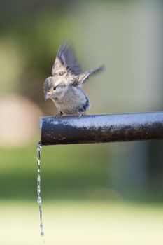 Sparrow drinking fresh water from a fountain tube