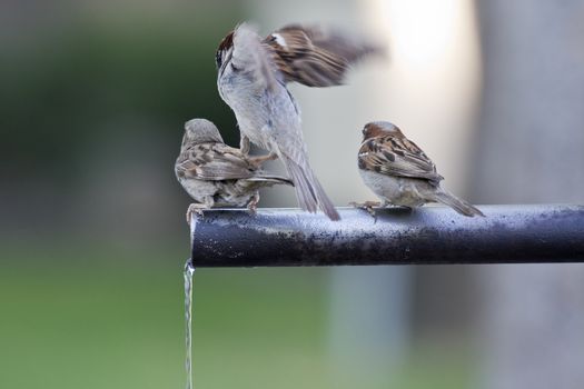 A group of sparrows drinking fresh water from a fountain tube.