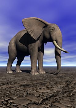 elephant and sky blue