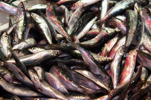 Crates of sardines on the market on Crete Island in Greece