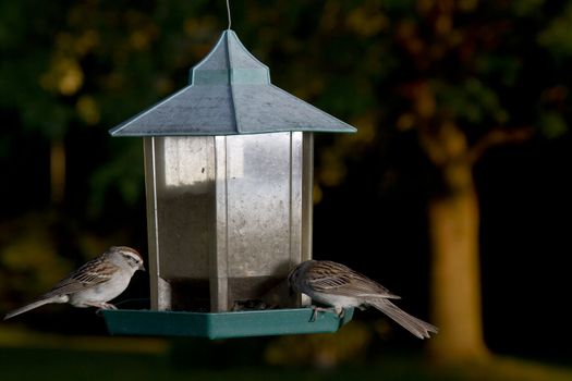 two female sparrow feeding on sunflower seed