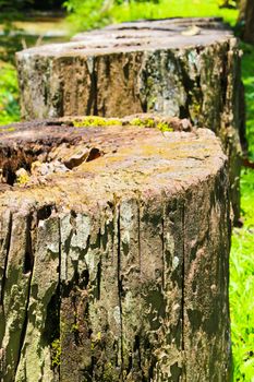 Row of cutting wood  in national park