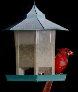 Red cardinal feeding on a corn kernel