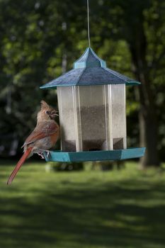 female cardinal feeding on a seed surprise by something