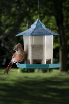 female cardinal feeding on a seed
