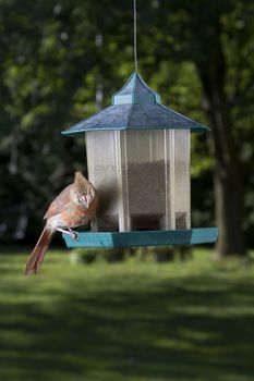 female cardinal about to jump off a bird feeder