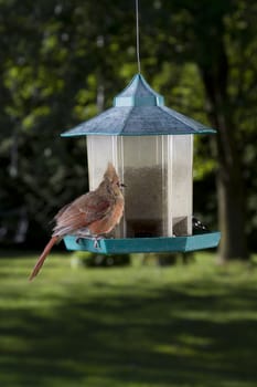 female cardinal sitting on a bird feeder puffing her feather