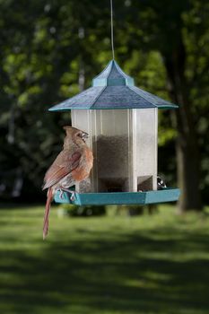 female cardinal feeding on a seed