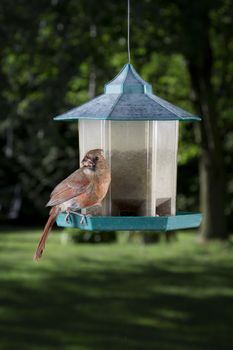 female cardinal feeding on a seed