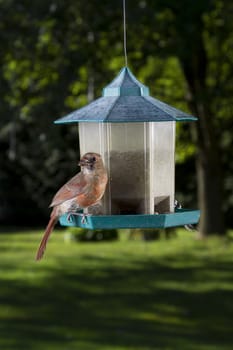 female cardinal sitting on a bird feeder 