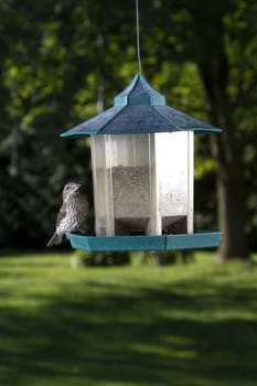 small female purple finch eating a sunflower seed