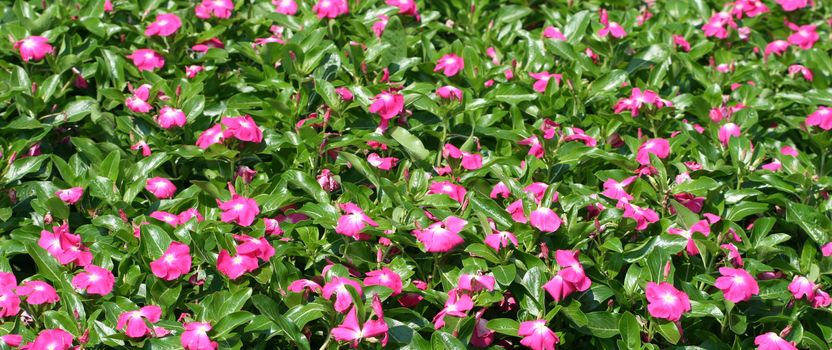 flowers, background