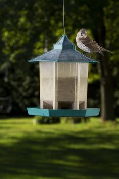 small female purple finch on top of bird feeder looking in the camera