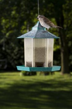 small female purple finch on top of bird feeder
