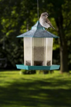 small female purple finch on top of bird feeder