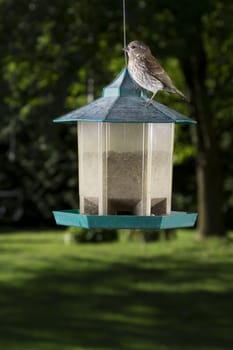 small female purple finch on top of bird feeder