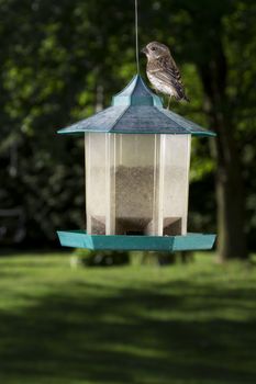 small female purple finch on top of bird feeder