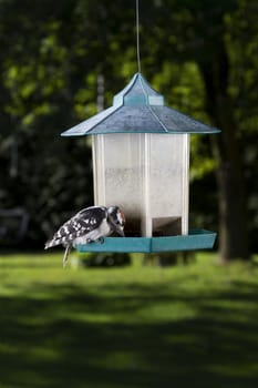 hairy woodpecker on a bird feeder, eating sunflower seeds