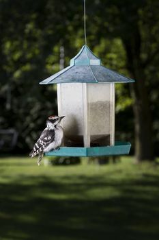 Woodpecker on a bird feeder