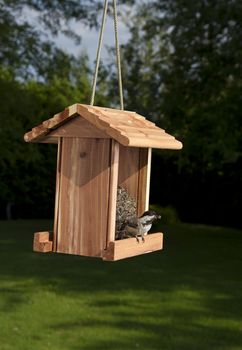 Black-capped Chickadee with a sunflower seed in her beak