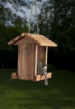 Black-capped Chickadee with her back turn holding a sunflower seed in her beak
