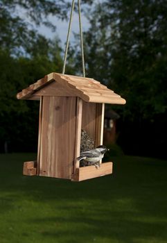 Black-capped Chickadee holding a sunflower seed in her beak