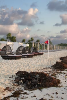resort beach with mount of red algea