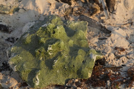 piece of green coral washed up on a beach