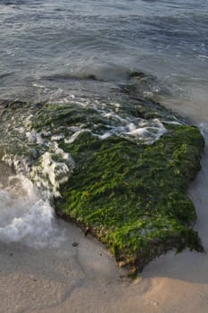 rock covered with green algea being pounded by waves