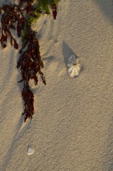 small sea shell in the sand beside red and green algea