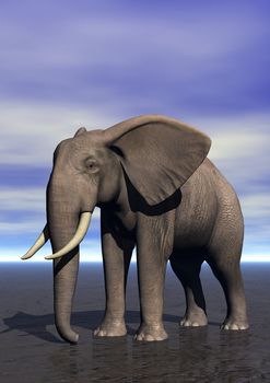 elephant and sky blue