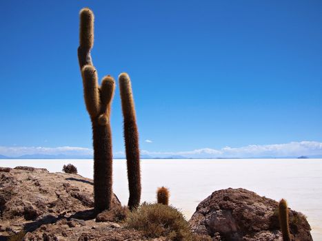 Two giant cactus at the border of the Salar de Uyuni salt lake near Uyuni, Bolivia. The cactus live on the island Isla del Pescado or Isla Incahuasi inside the Salar.