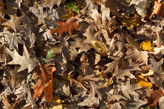 Bed of multicolored dried leaves 