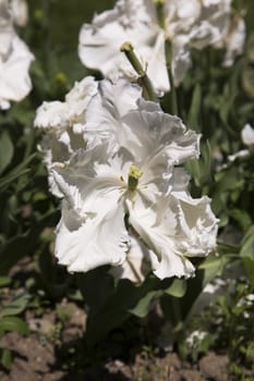 Super Parrot Tulips in a park.