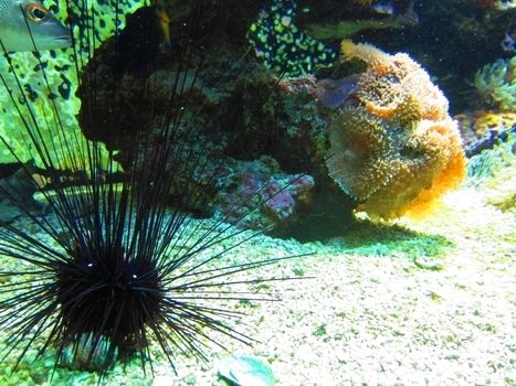 Aquarium in Monte Carlo