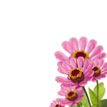 Zinnia composition