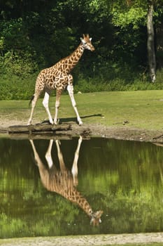 Giraffe on sunny day walking, with reflection in water