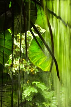 Jungle view with falling water, big leaves and trees - vertical 
