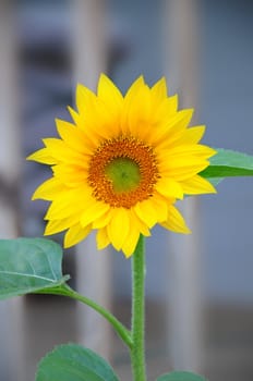 Beautiful yellow sunflower soon after it first opened.