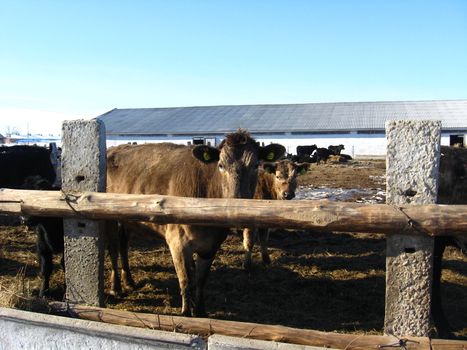 Some brown cows living on a farm