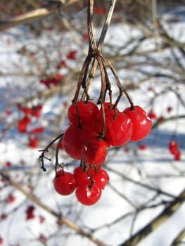 bunches of red guelder-rose on a bush on a background of a snow