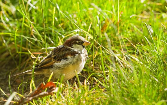 House sparrow or Passer domesticus feeding with grass seeds on sunny morning