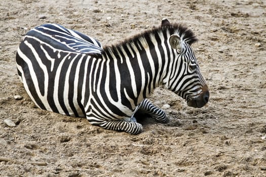 Zebra or Equus quagga resting on sand