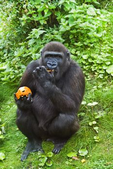 Young gorilla, sitting at the hill side, eating fruit