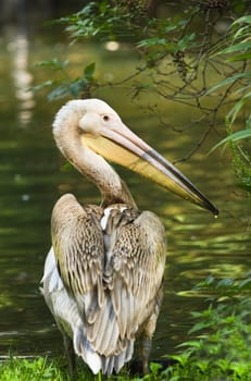 Rosy- or Great white pelican - Pelecanus onocrotalus - standing at the waterside
