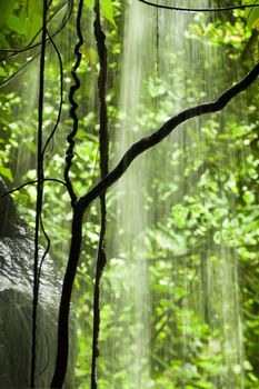 Jungle view with falling water, rocks and trees - vertical 