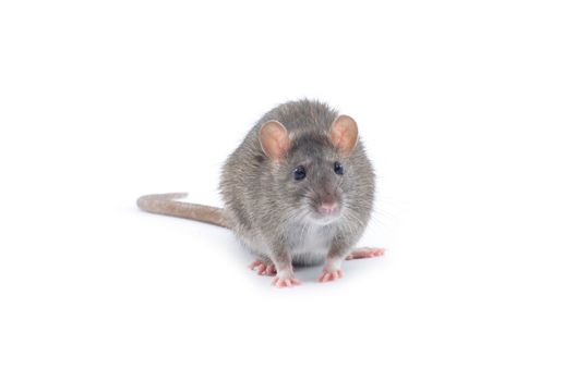 rat isolated on white background