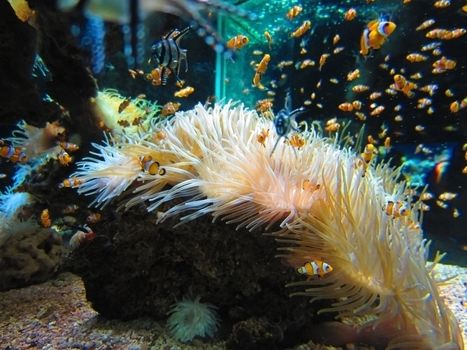 Aquarium in Monte Carlo