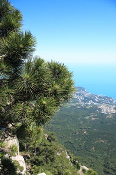 Closeup of pine on mountain peak against blue sky and sea